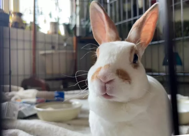 Did you Know Rabbits Make Good Pets? Lola Would be Perfect!