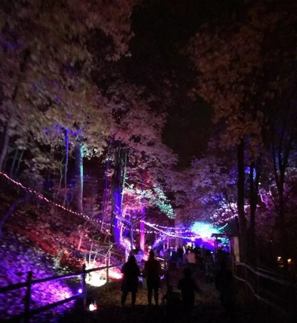 Looking for Fun With the Whole Family? IllumiZoo at the Zoo!