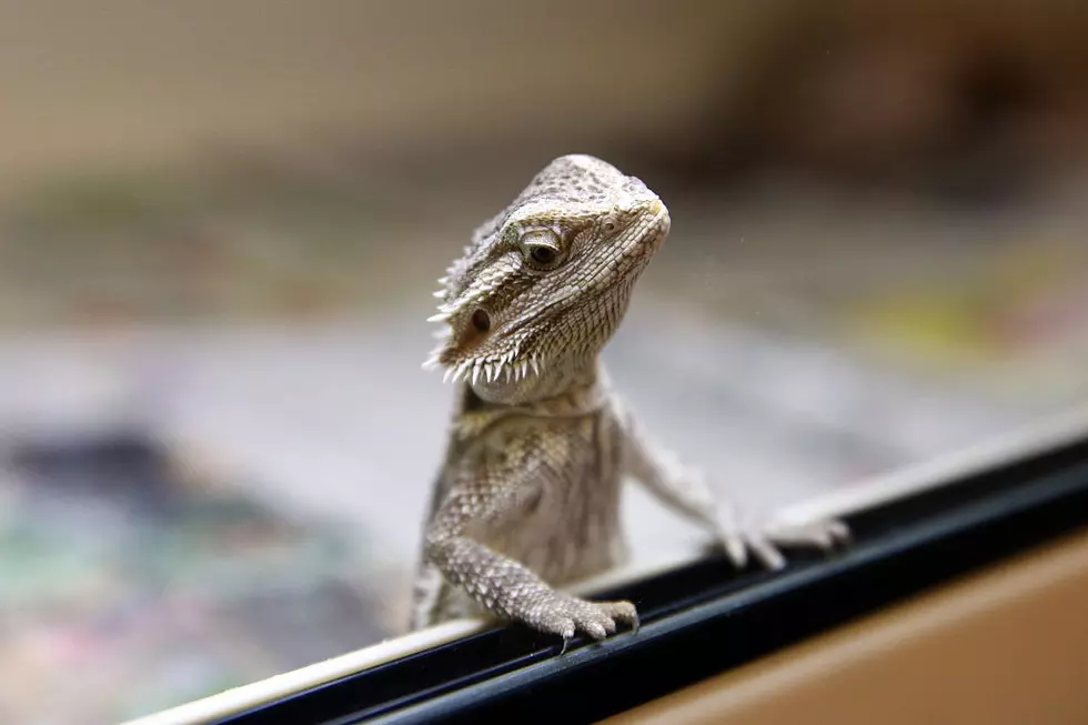 How Would You Like to Adopt a Bearded Dragon? There is a Place!