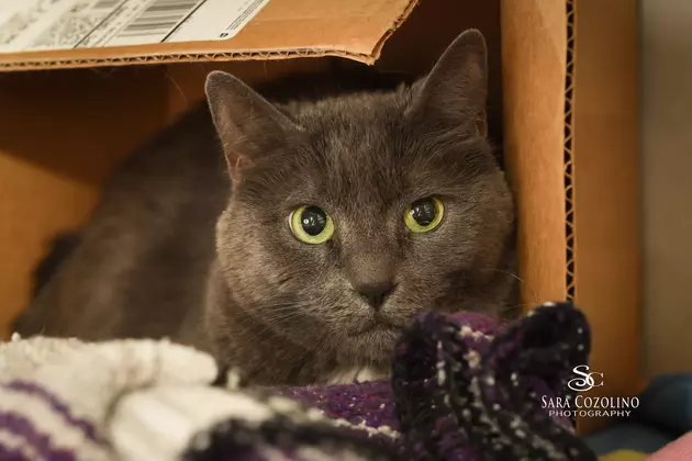 This Cute Abandoned Kitty, Grayla, Needs A Loving and Caring Home