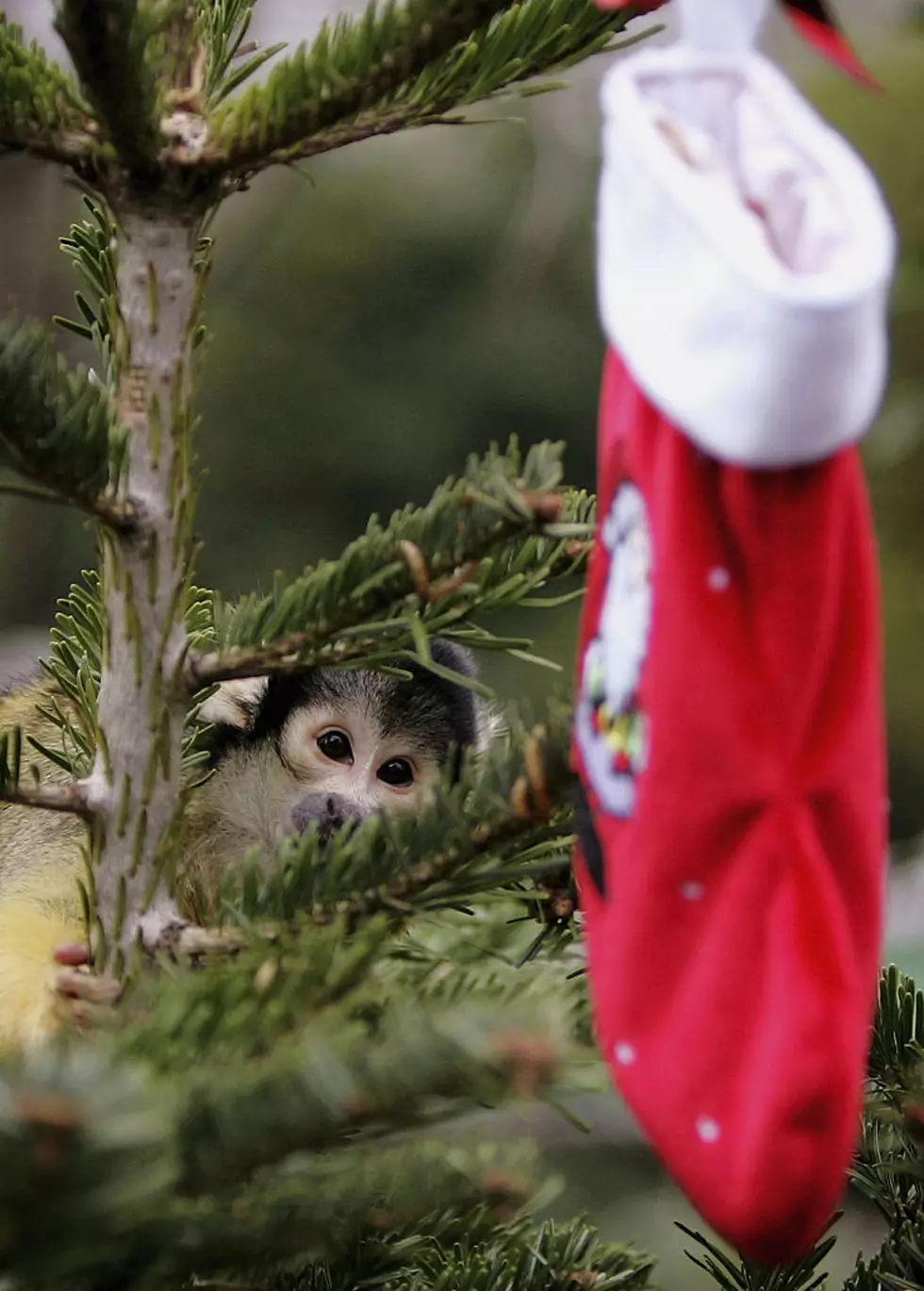 London Zoo Monkeys Receive Christmas Gifts