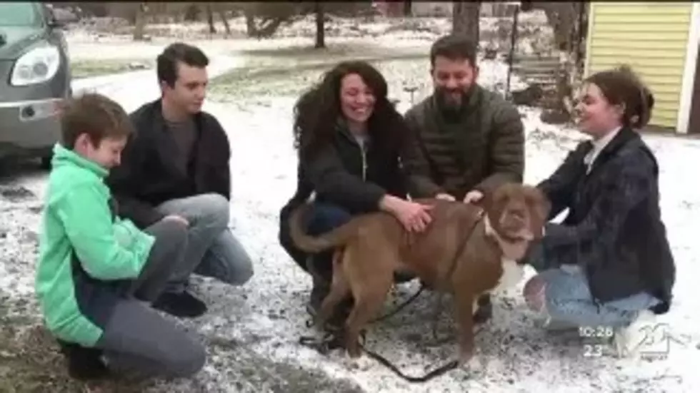Michigan Dog Lost for 6-Months is Home. A Christmas Miracle?