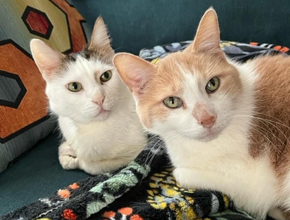 Two Best Friends Are Looking for a Loving Home. How About You?