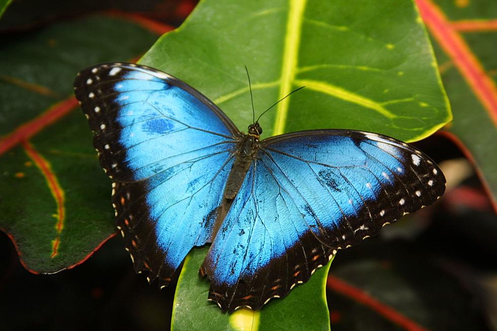 Do You Love Butterflies? They Have Arrived at the Meijer Gardens!