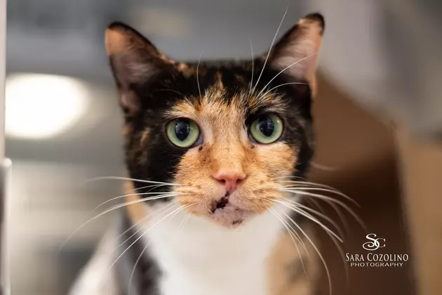 Ready to Add a Cat to Your Family? Christine is Perfect For You!