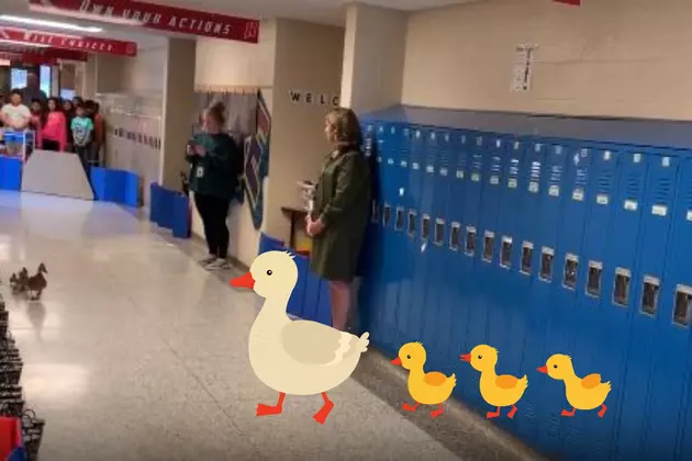 Total Cuteness in Holland Elementary School With a Real Life Duck Parade