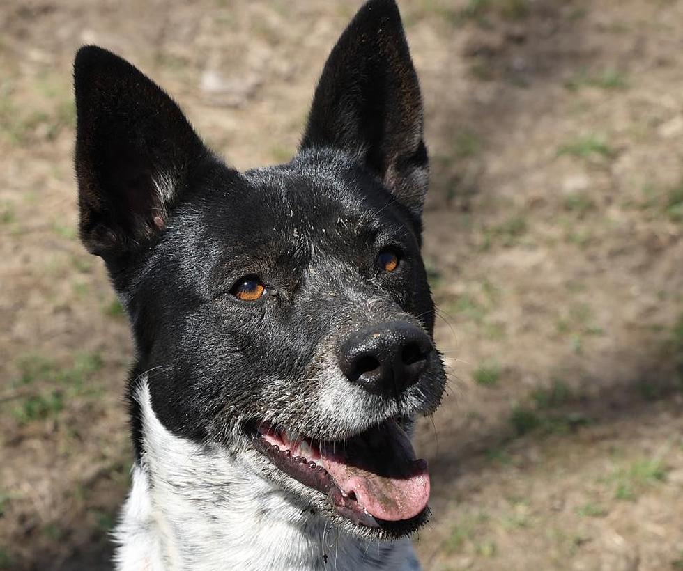 Can You Handle a Bundle of Energy? Oakley is Your Boy!