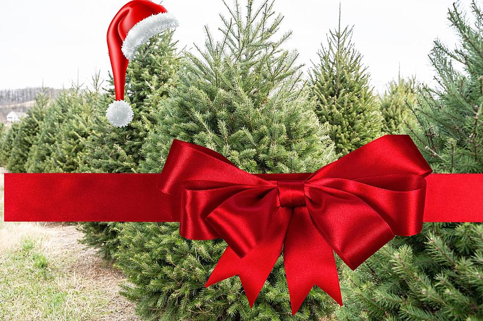 The Most Popular Christmas Trees in Michigan? Where Are They? 
