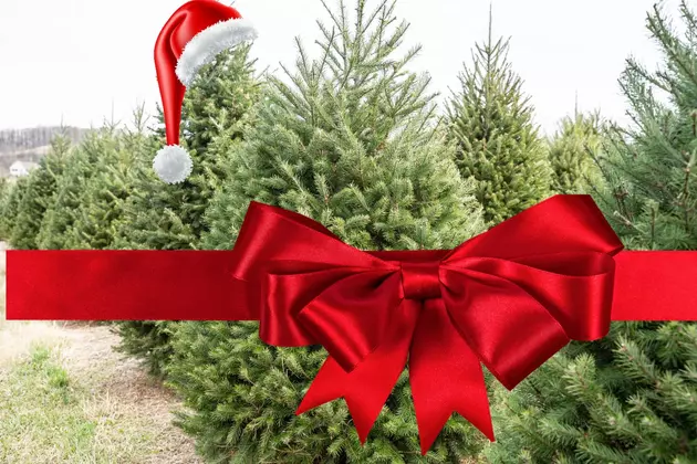 The Most Popular Christmas Trees in Michigan? Where Are They?