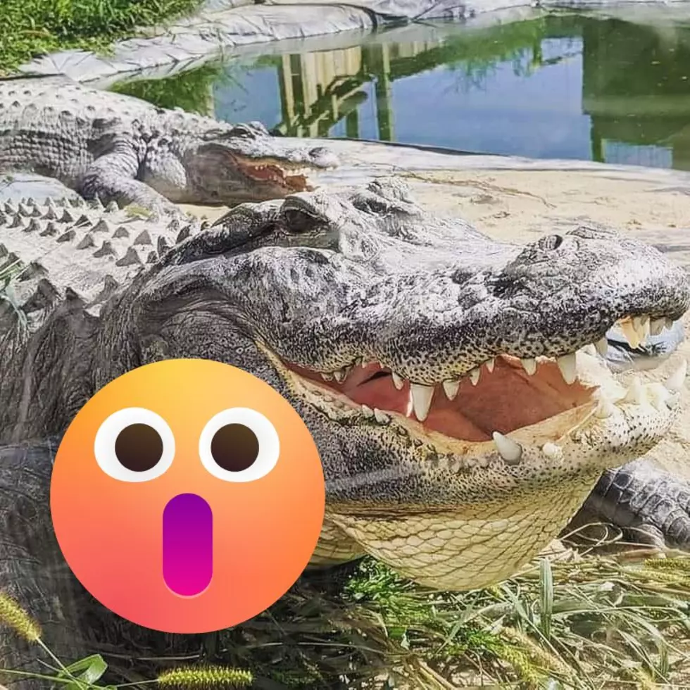 Here is Where You’ll Find the Most Alligators in Michigan