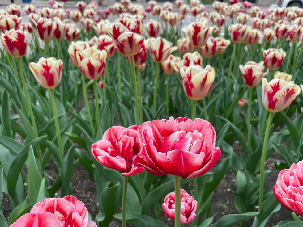 How Will Early Spring Cold Snap Affect Michigan’s Iconic Tulip Time Flowers in Holland?