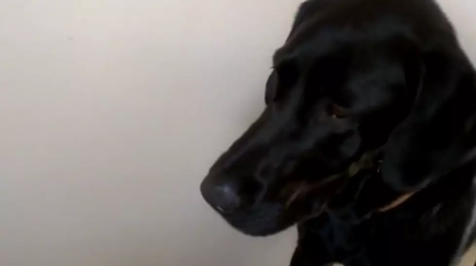 Dog “Rev” Sings His Favorite Song From Puppihood [Video]