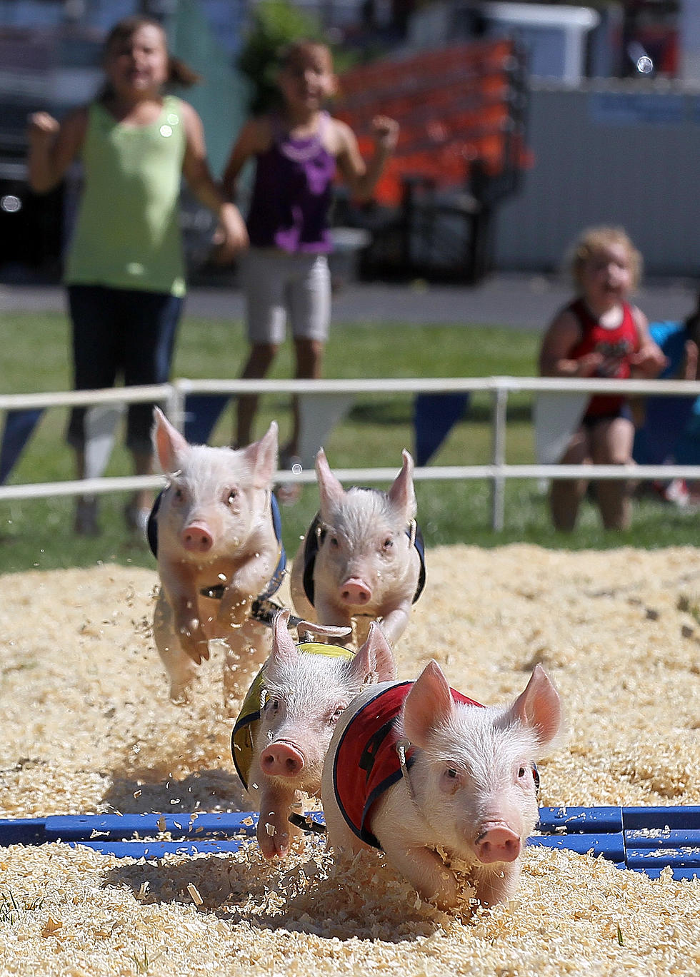 New Attractions At Otsego County Fair [Audio]