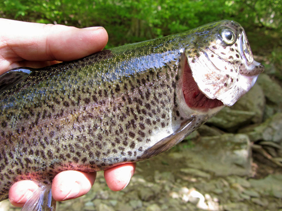 Trout Stocking To Begin In Local Waters