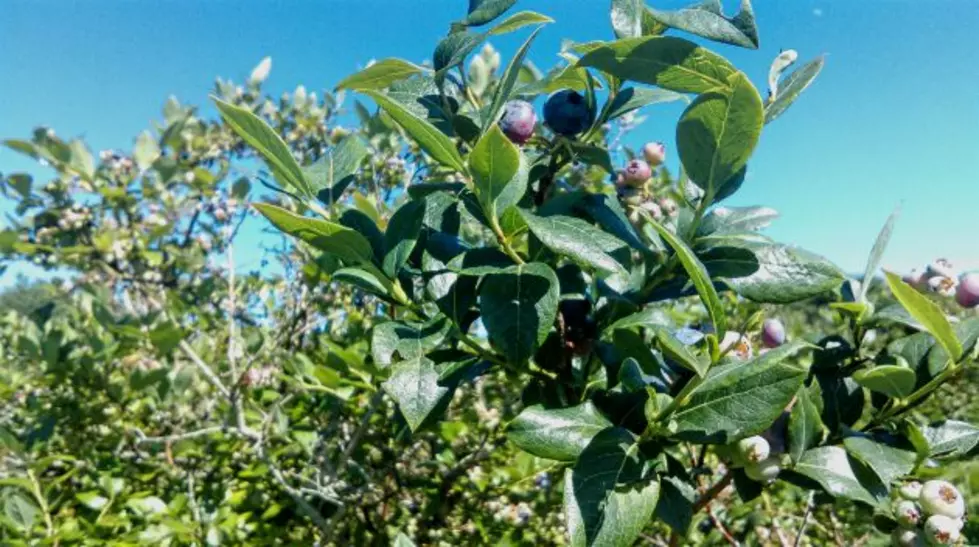 Watercooler Talk: Blueberry Picking