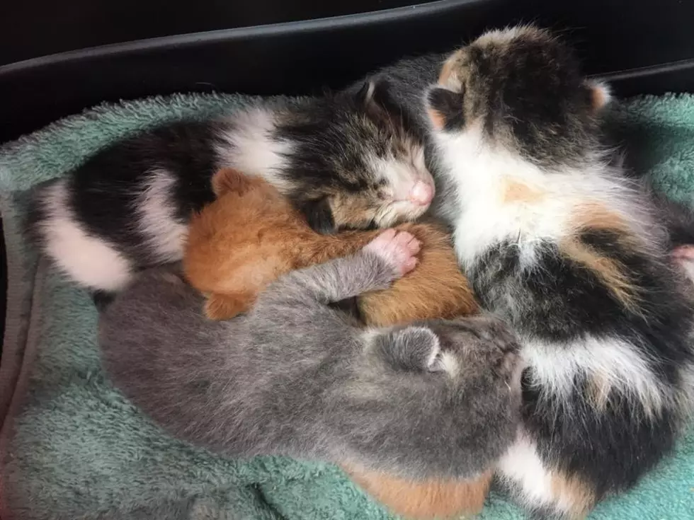 Update on Abandoned Kittens