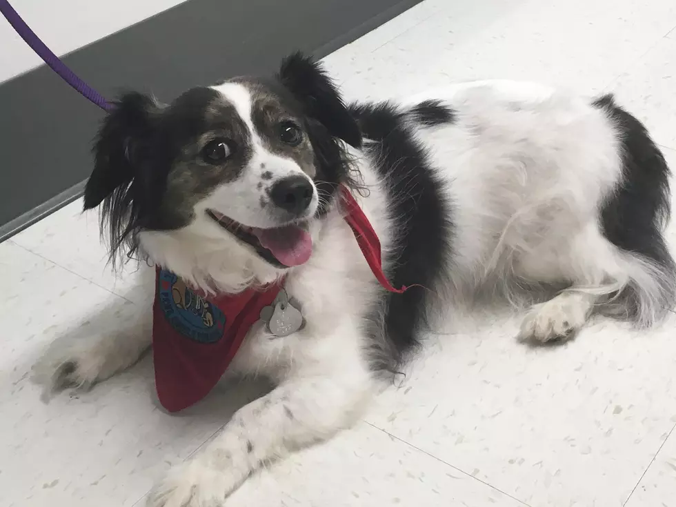 Poppy Is Ready To Cheer Up Patients And Nursing Home Residents In Oneonta