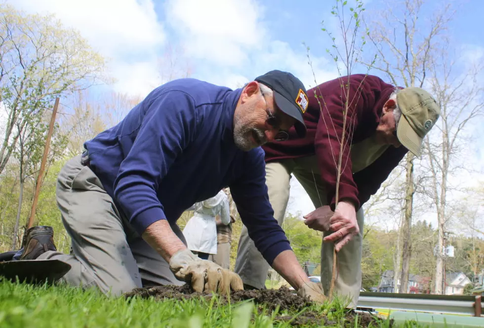 80 New Trees Planted In Oneonta