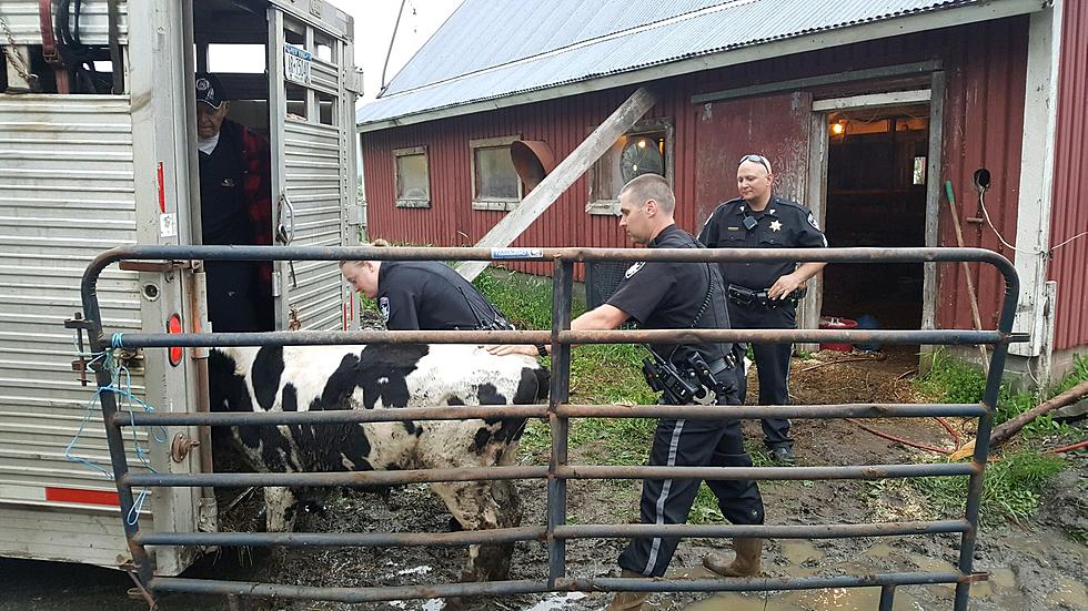 Animals Found Dead In Maryland Barn