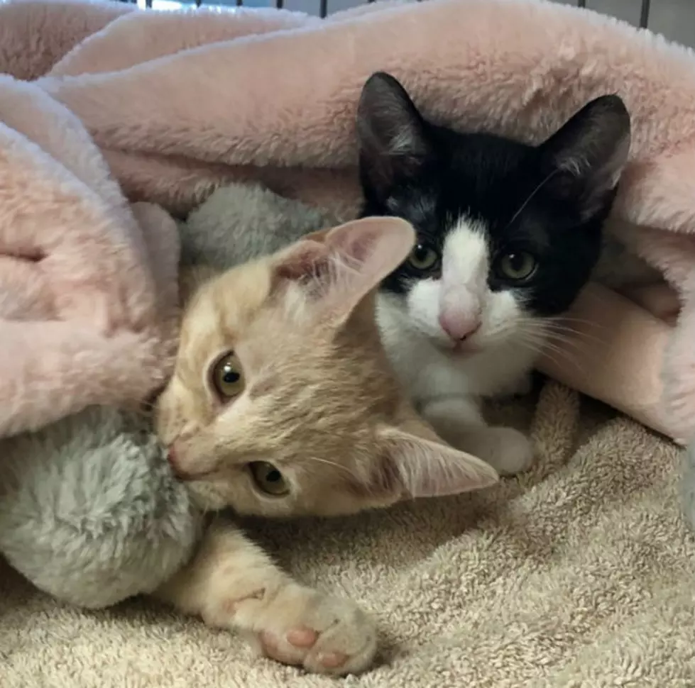 Susquehanna SPCA Is Full; Cat Adoption Fees Halved