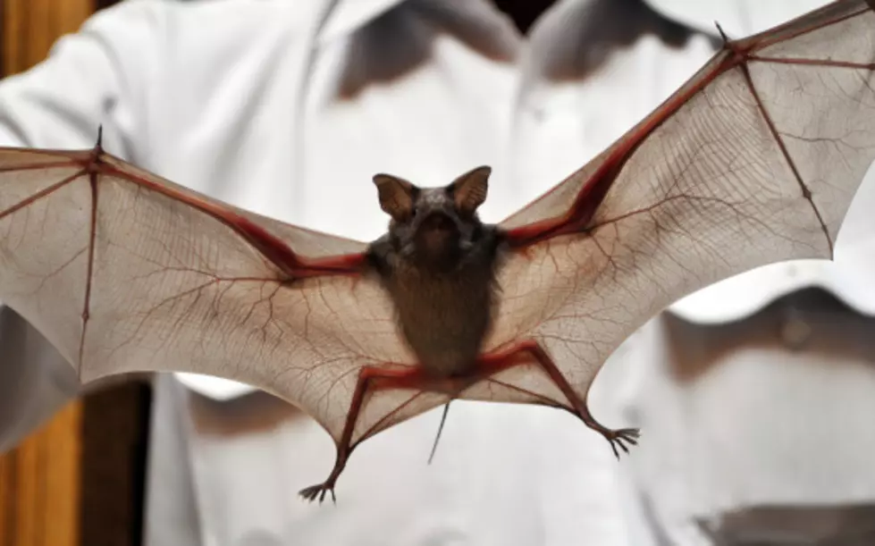 Rabid Bat Found In Hartwick