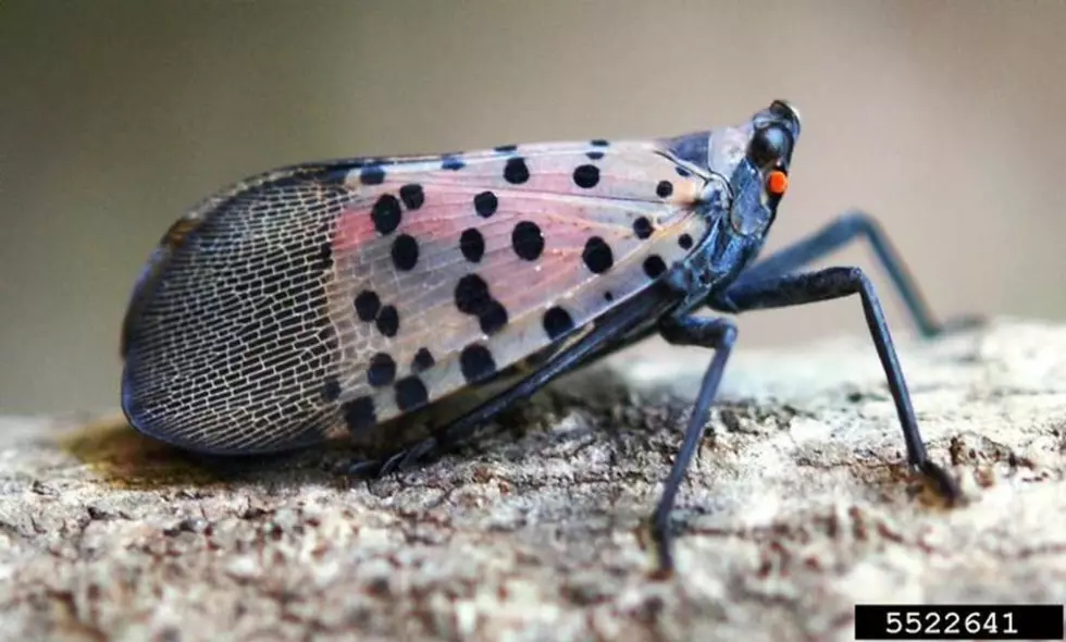 Invasive Crop Devastating Spotted Lanternfly Now In NY State