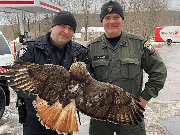Deputy Sheriff, DEC, and Motorist Save Injured Hawk in Oneonta