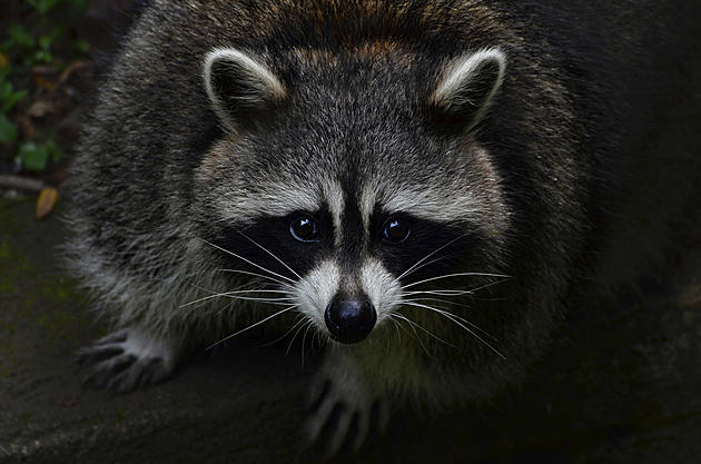 Rabid Raccoon Found in Town of Middletown