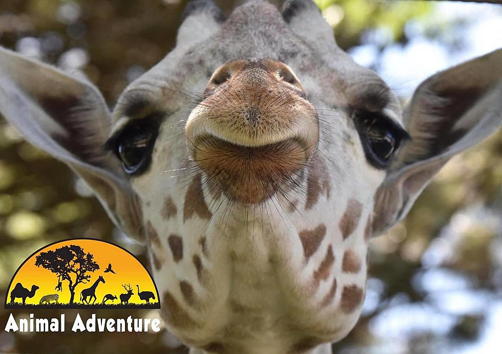 Companion Giraffe Headed To Animal Adventure Park in Harpursville
