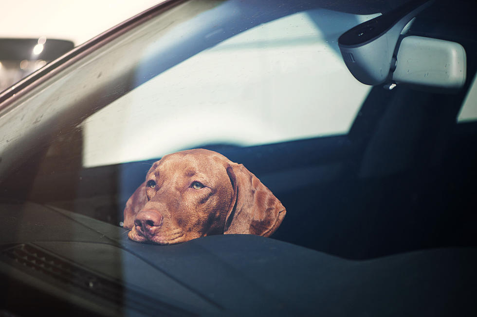 Look Out For Dogs In Hot Cars!