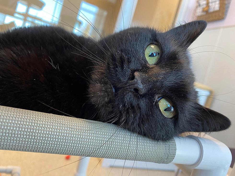 Pet Of The Week -- 'Licorice'