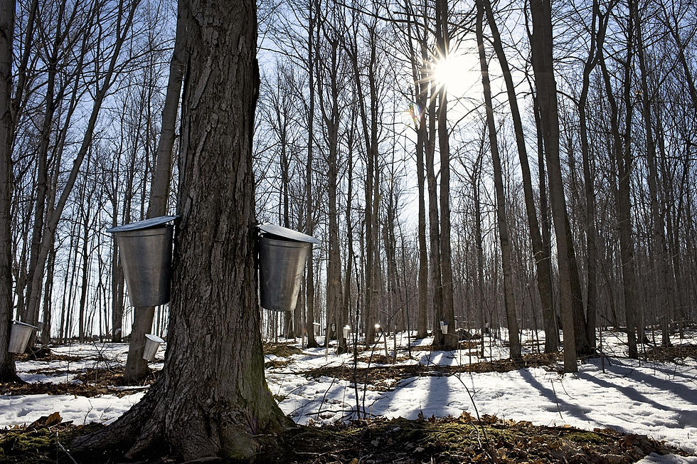 Explore The Sweet World of Maple Sugar with Two Maple Weekends In Central New York