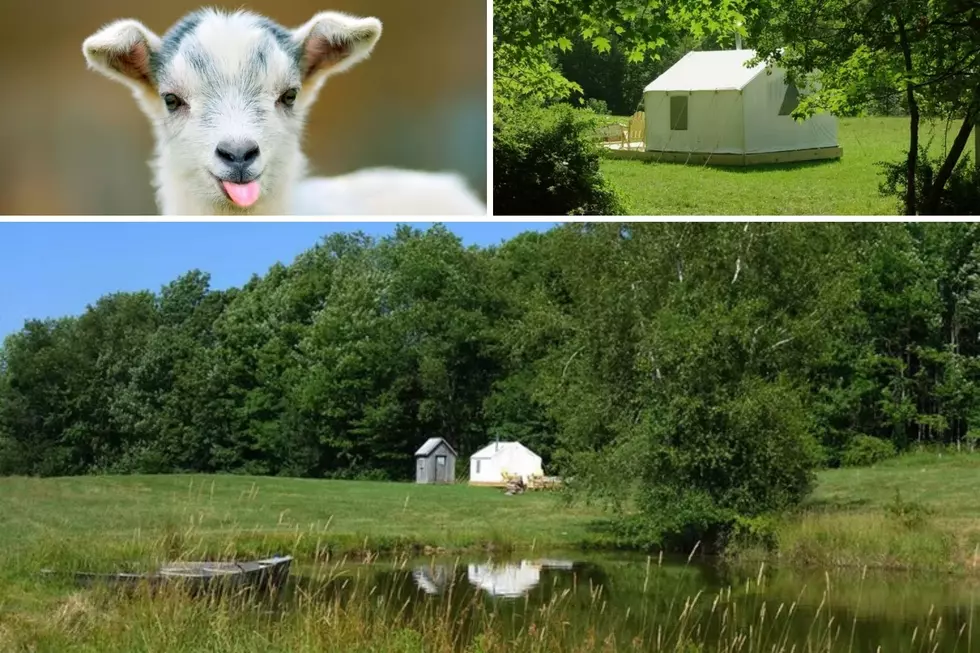 Glamping And Baby Goats Near Oneonta, NY? Sign Me Up!
