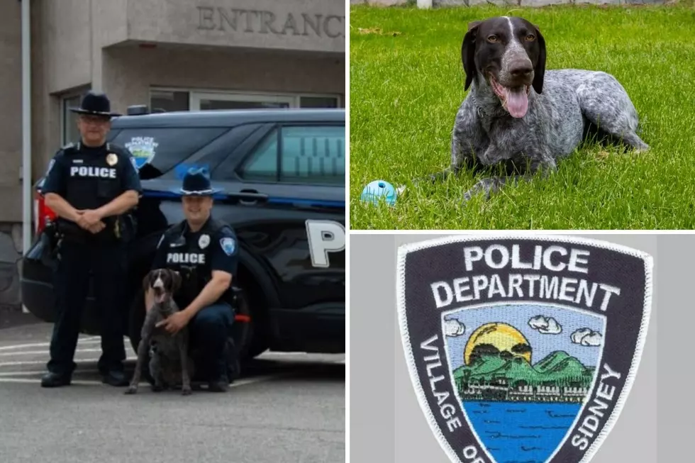 Sidney, NY Police Get A Long-Awaited New Member With A Super Nose