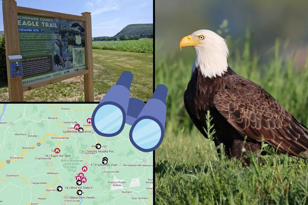 See Amazing Eagles On This Trail
