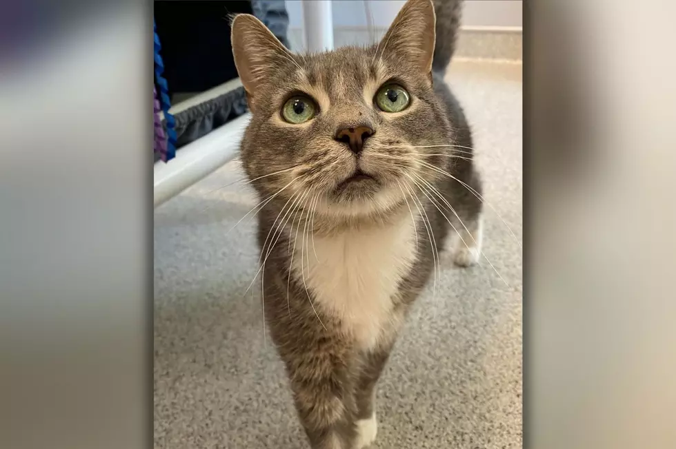 Pet Of The Week–‘Mister’