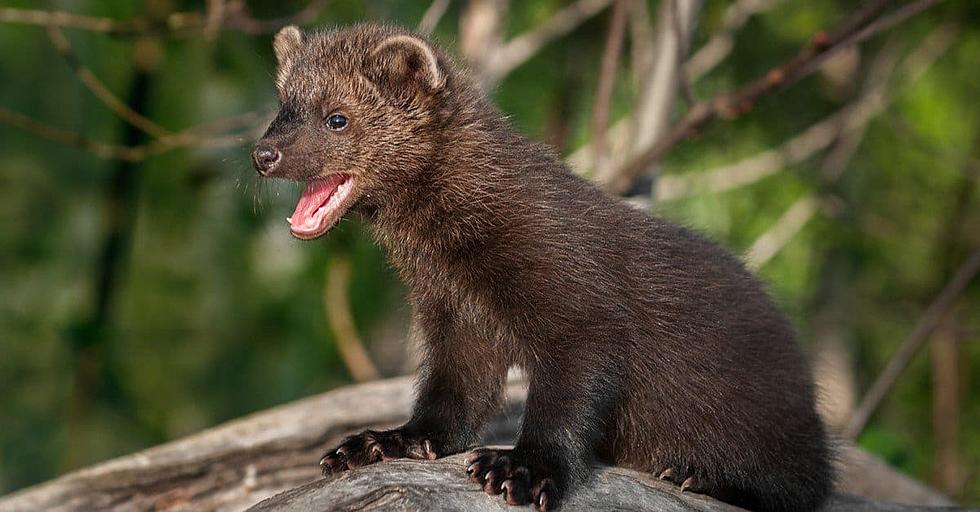 Are There Fisher Cats Hiding in Oneonta, New York?