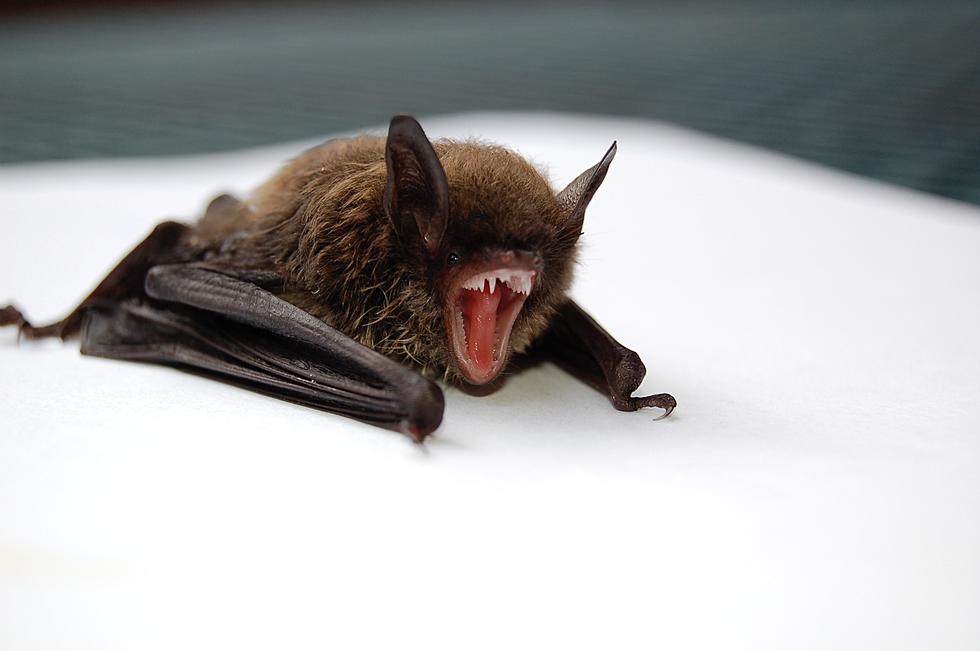 Oneonta, New York Bat Tests Positive For Rabies