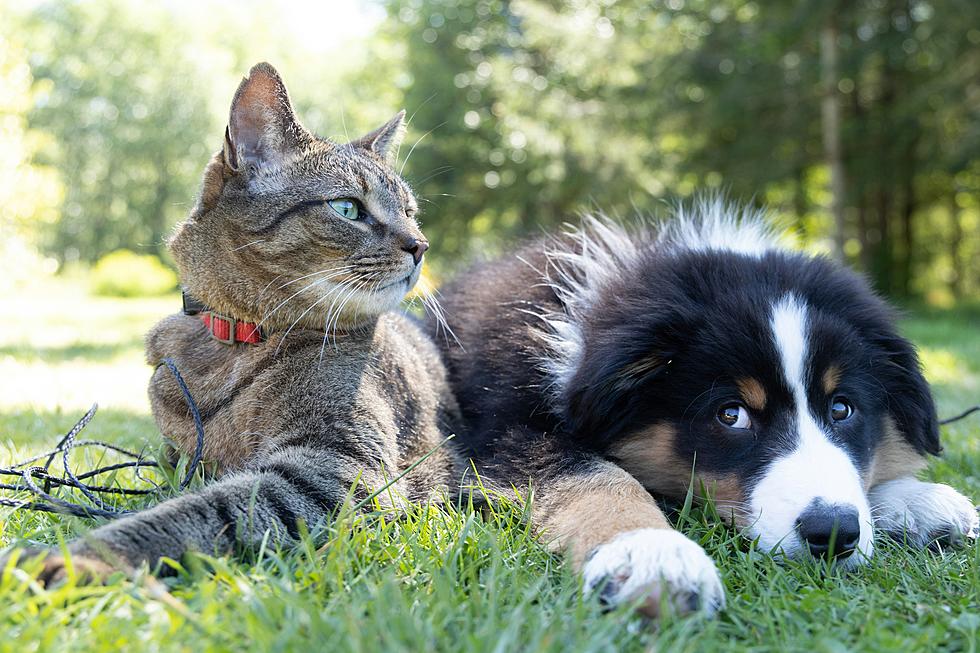 Do You Say Goodbye to Your Pets When Leaving the House?