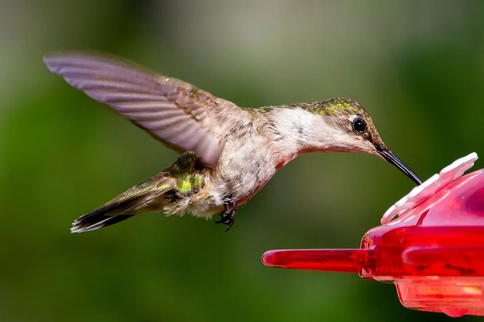 Warning for Otsego County, New York Hummingbird Feeders