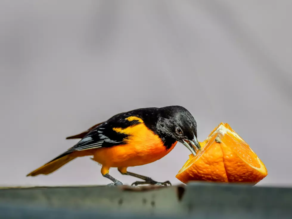 Orioles Have Returned to Otsego County, New York