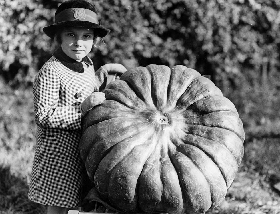 Giant Pumpkin Contest in Norwich