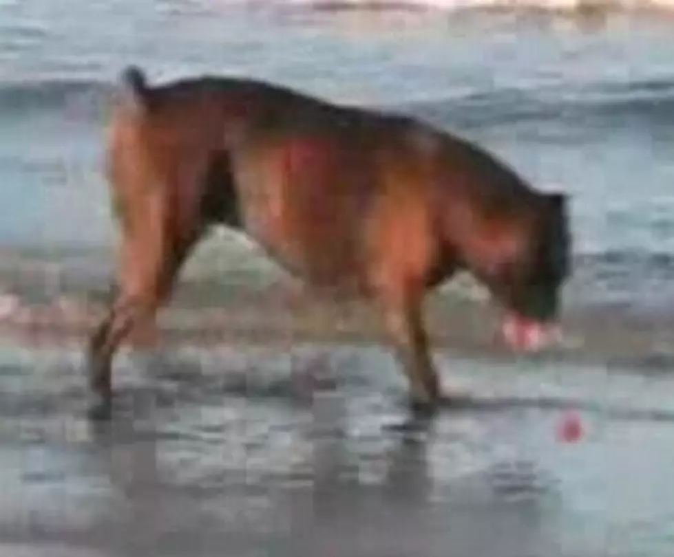 Funniest Video Of A Dog Crapping In The Ocean! [VIDEO]