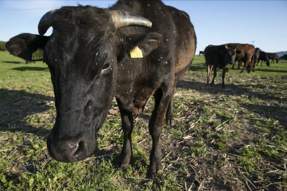 GoPro Mounted on Cow is Just as Entertaining as You Think [Video]