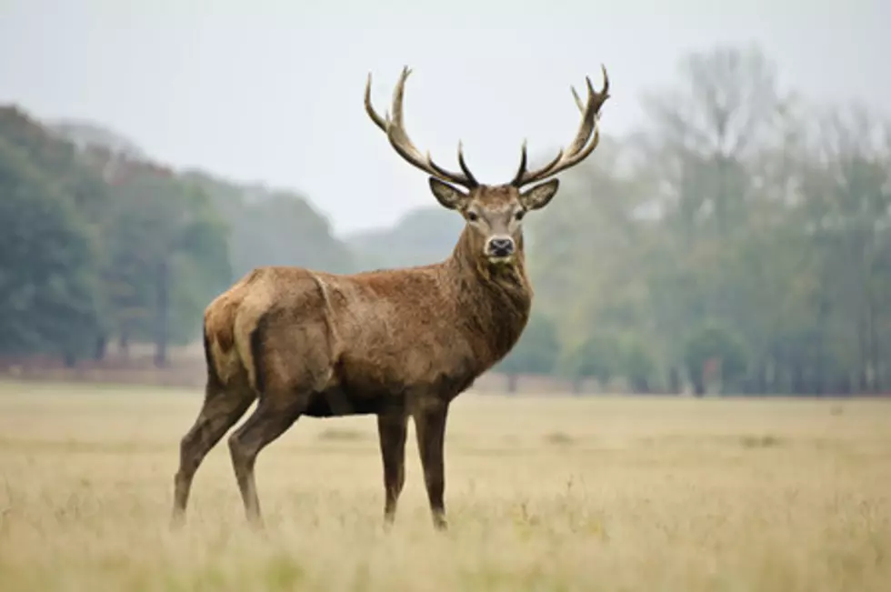 Top 10 Deer Accident States