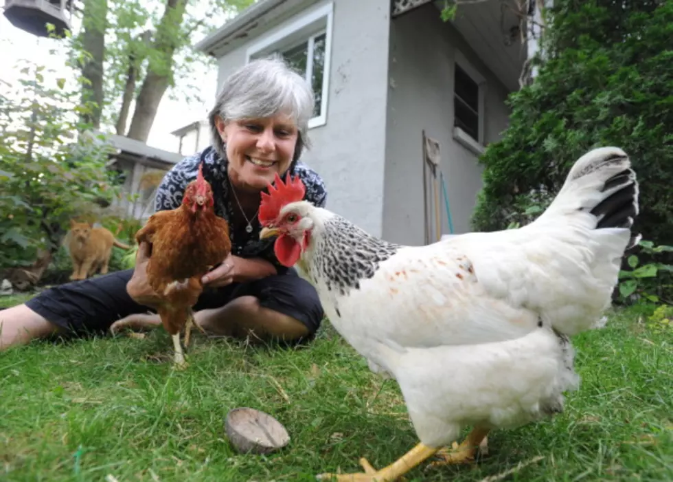 Jojo Learns About Backyard Chickens [Audio]