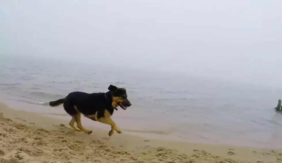 Dog Enjoys Day Out At Dog Beach [Video]
