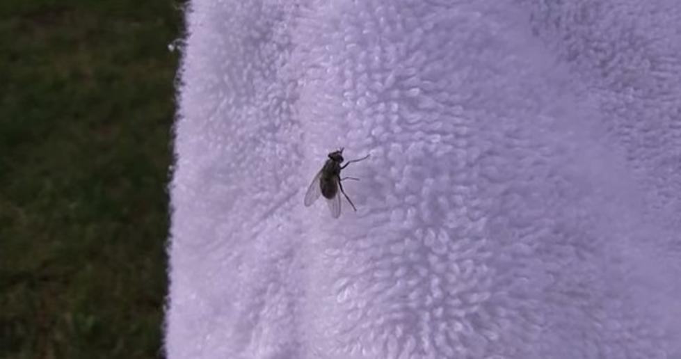 Is There Anything That Repels Biting Flies? [Video]