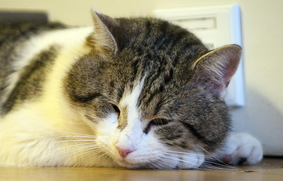 Snoring Cat Video Might Lull You to Sleep