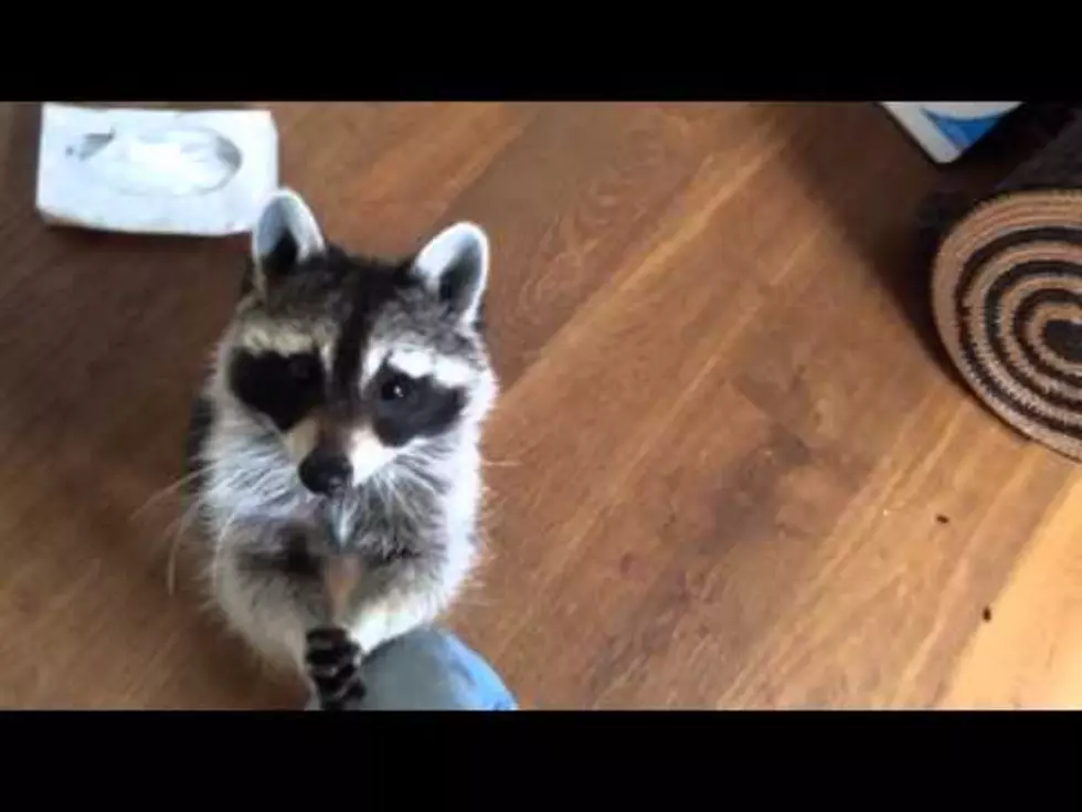 Meet Melanie, The Helpful Raccoon [Video]